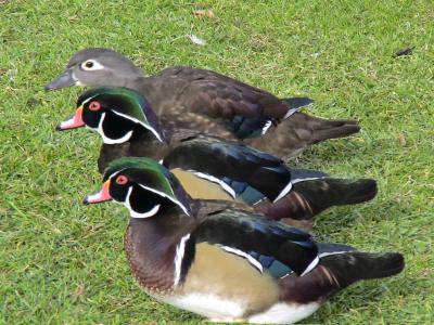 20100225140734-patos.jpg